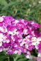 Buddleja berries cream plante de jardin