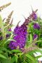 Buddleja butterfly candy little purple plante de jardin
