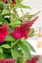 Buddleja butterfly candy little ruby plante de jardin
