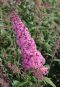 Buddleja davidii pink delight plante de jardin