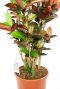 Croton Iceton