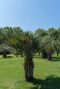 Butia capitata var odorata 9865 plante de jardin
