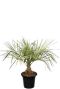 Butia capitata var odorata p43