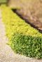 Buxus sempervirens plante de jardin