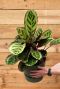 Calathea angela kamerplant