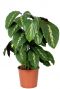 Calathea maui queen 1