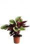 Calathea Angela