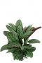 Calathea oppenheimiana plante paon 