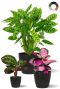 Calathea plante melange 1