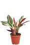 Calathea stromanthe triostar