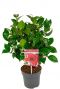 Camellia japonica black lace plant 15 1