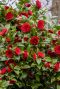 Camellia japonica black lace plante de jardin 15 1