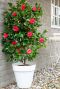 Camellia japonica black lace plante de jardin 2