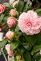 Camellia japonica bonomiana plante de jardin 24