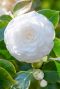Camellia japonica centifolia alba plante de jardin