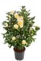 Camellia william bartlett jury s yellow 2