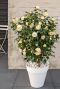 Camellia william bartlett jury s yellow plante de jardin
