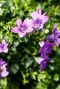 Campanula ambella intense purple p10 plante de jardin