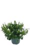 Campanula ambella white p10