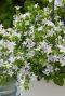 Campanula ambella white p10 plante de jardin