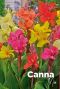 Canna mix bulbes a fleurs