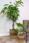 Carst bruine mand planten 4