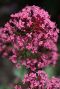 Centranthus ruber coccineus p9