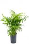 Chamaedorea elegans hydrocultuur