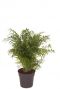 Chamaedorea elegans palm plant