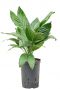 Chamaedorea metallica hydroplanten