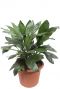 Chamaedorea metallica plant