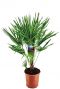 Chamaerops humilis p21