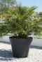 Chamaerops humilis p35 plante de jardin