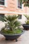 Chamaerops humilis palm plante de jardin