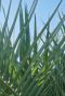 Chamaerops humilis plante de jardin p18