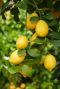 Citrus lemon plante de jardin