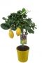 Citrus lemon tuinplant