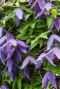 Clematis alpina plante de jardin