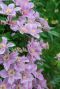 Clematis hagley hybrid plante de jardin