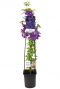 Clematis jackmanii p23