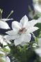 Clematis miss bateman plante de jardin