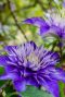 Clematis multi blue plante de jardin p23 1