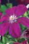 Clematis rouge cardinal plante de jardin