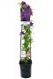 Clematis the president plant p23