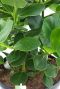 Clusia rosea princess