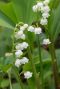 Convallaria majalis bloemen