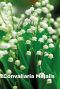 Convallaria majalis bulbes a fleurs