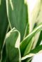Cordyline Conga