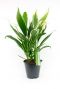 Cordyline Conga