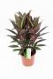 Cordyline Rumba